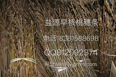 廠家直銷早核桃苗 | 簡陽市錦鵬苗木種植專業合作社產品圖鑒