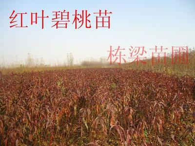 探尋濮陽紅富士蘋果苗 棟梁蘋果苗專供基地的品質(zhì)與優(yōu)勢
