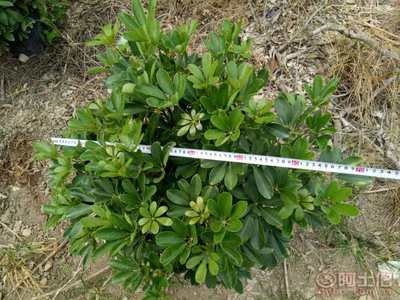 綠色優(yōu)質(zhì)新選擇 小袋苗地被鵝掌柴與鴨腳木綠化苗木推介