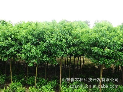 安徽苗圃香樟（米徑8cm）促銷 產(chǎn)地直銷與農(nóng)林科技加持