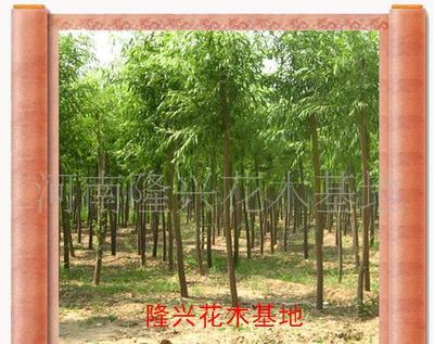 打造價銷售花卉苗木一條龍服務 大葉女貞的價格、廠家與圖片全解析