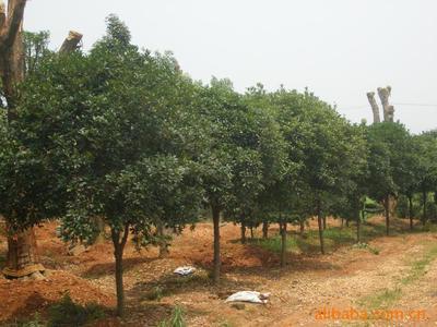湖南瀏陽市飛揚綠化苗圃場 精品大小桂花苗木價格、廠家與圖片詳解