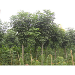 南欒苗木批發(fā)價(jià)與黃河苗木專業(yè)種植廠家解析 室內(nèi)觀花植物市場新藍(lán)海
