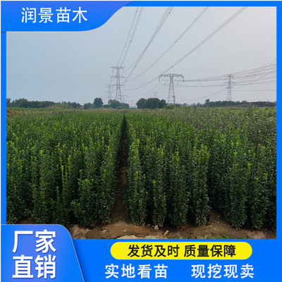 潤景苗木 北海道黃楊綠籬，四季種植的綠意守護者