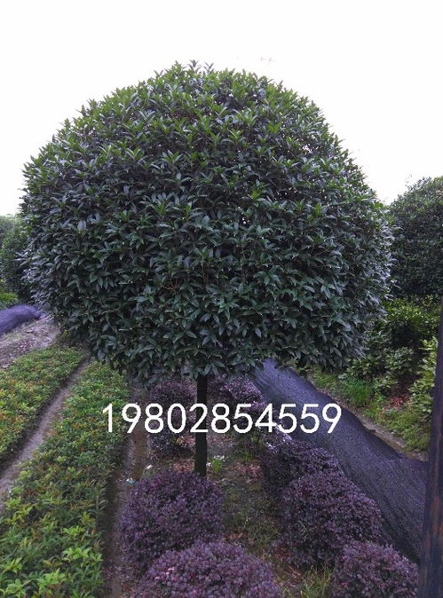探尋八月桂香之源——寫在八月桂種植基地的豐收季節